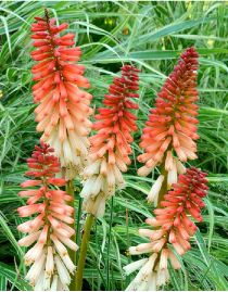 Kniphofia orange vanilla popsicle